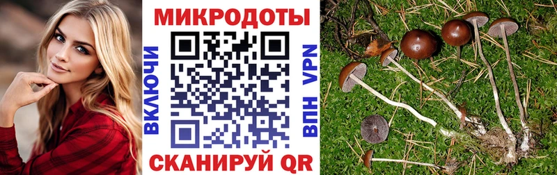 как найти наркотики  Злынка  МЕГА ССЫЛКА  Галлюциногенные грибы Psilocybe 